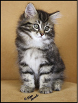 Romeo - Siberian Kitten